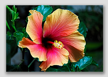 canvas print - (Hibiscus HV) - 8"x12"