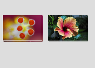 Both canvas prints - (Hibiscus) - 8"x12" each