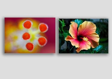 Both canvas prints - (Hibiscus) - 8"x12" each