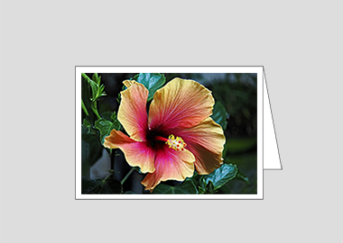 Fine art greeting card - (Hibiscus HV) – 4.5″x6.25″
