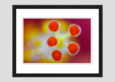 framed print - (Hibiscus HBV) - 8"x10"
