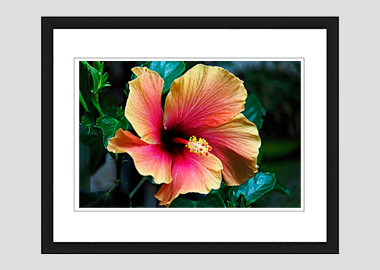 framed print - (Hibiscus HV) - 8"x10"