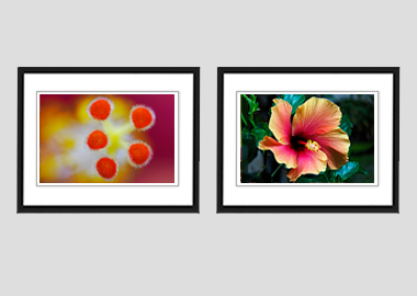 Both framed prints - (Hibiscus) - 8"x10" each