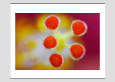 matted print - (Hibiscus HBV) - 11"x14"