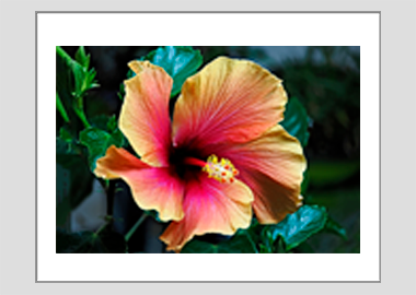 matted print - (Hibiscus HV) - 11"x14"