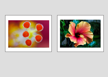 Both matted prints - (Hibiscus) - 11"x14" each