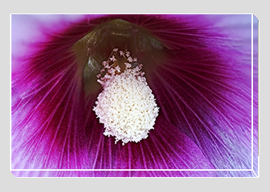 canvas print - (Hollyhock HBV) - 8"x12"