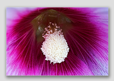 canvas print - (Hollyhock HBV) - 8"x12"