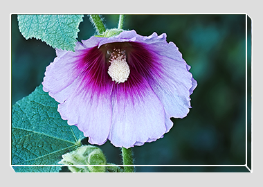 canvas print - (Hollyhock HV) - 8"x12"