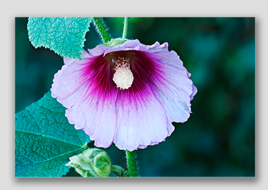 canvas print - (Hollyhock HV) - 8"x12"