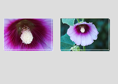 Both canvas prints - (Hollyhock) - 8"x12" each
