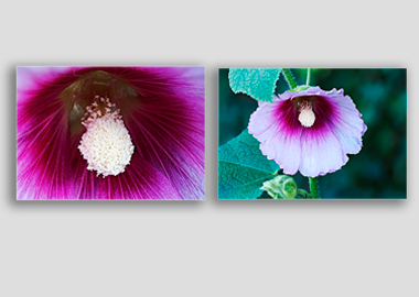 Both canvas prints - (Hollyhock) - 12"x18" each