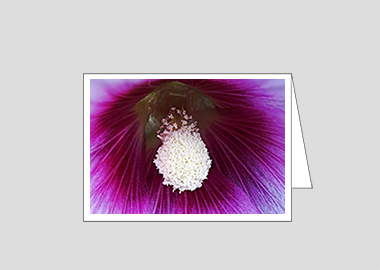Fine art greeting card - (Hollyhock HBV) – 4.5″x6.25″