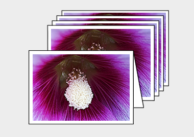 Package of 5 greeting cards - (Hollyhock HBV) – 4.5″x6.25″