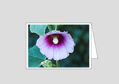 Fine art greeting card - (Hollyhock HV) – 4.5″x6.25″