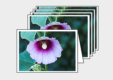 Package of 5 greeting cards - (Hollyhock HV) – 4.5″x6.25″