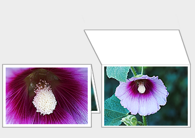 Fine art greeting card - (Hollyhock) – 4.5″x6.25″