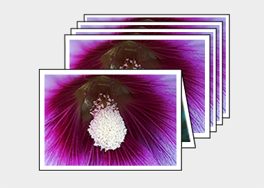 Package of 5 greeting cards - (Hollyhock) – 4.5″x6.25″