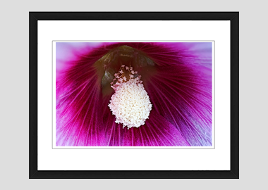 framed print - (Hollyhock HBV) - 8"x10"