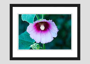 framed print - (Hollyhock HV) - 8"x10"
