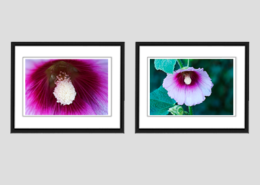Both framed prints - (Hollyhock) - 8"x10" each