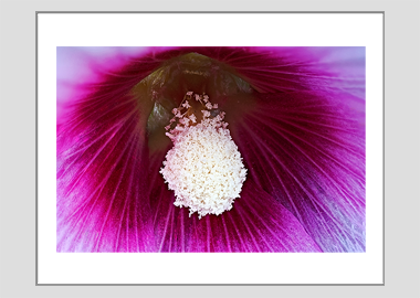 matted print - (Hollyhock HBV) - 11"x14"