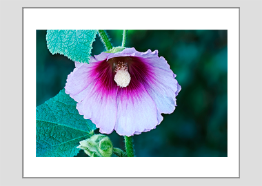 matted print - (Hollyhock HV) - 11"x14"