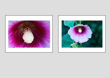 Both matted prints - (Hollyhock) - 11"x14" each