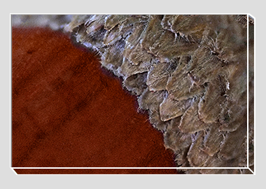 canvas print - (Holm Oak HBV) - 8"x12"