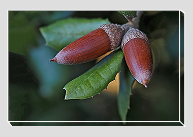 canvas print - (Holm Oak HV) - 8"x12"