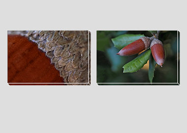 Both canvas prints - (Holm Oak) - 8"x12" each