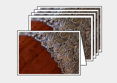 Package of 5 greeting cards - (Holm Oak HBV) – 4.5″x6.25″