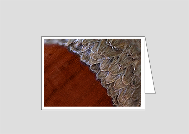 Fine art greeting card - (Holm Oak HBV) – 4.5″x6.25″