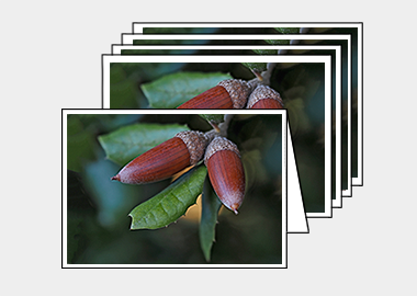 Package of 5 greeting cards - (Holm Oak HV) – 4.5″x6.25″