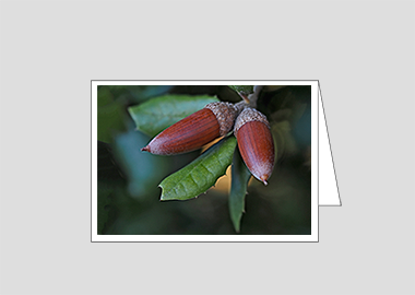 Fine art greeting card - (Holm Oak HV) – 4.5″x6.25″