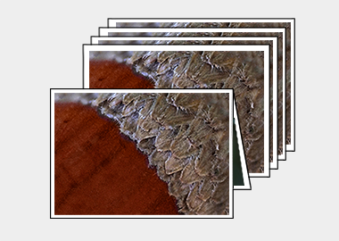 Package of 5 greeting cards - (Holm Oak) – 4.5″x6.25″