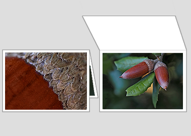 Fine art greeting card - (Holm Oak) – 4.5″x6.25″