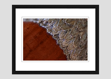 framed print - (Holm Oak HBV) - 8"x10"