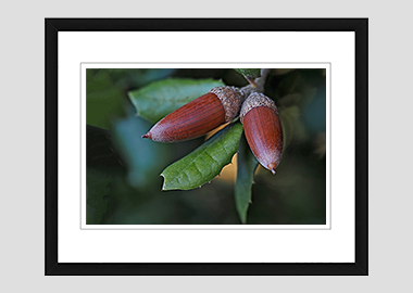 framed print - (Holm Oak HV) - 8"x10"