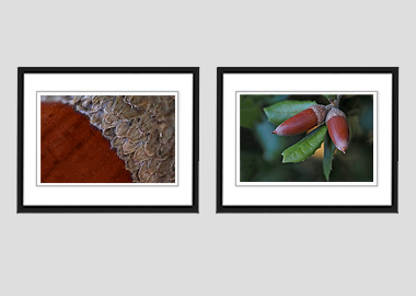 Both framed prints - (Holm Oak) - 8"x10" each