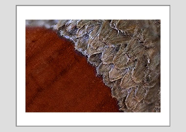 matted print - (Holm Oak HBV) - 11"x14"