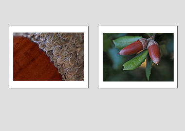 Both matted prints - (Holm Oak) - 11"x14" each