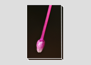 canvas print - (Hummingbird Fuchsia HBV) - 8"x12"