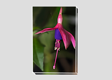 canvas print - (Hummingbird Fuchsia HV) - 8"x12"
