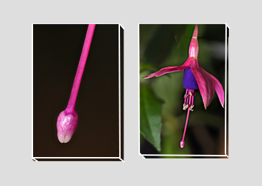 Both canvas prints - (Hummingbird Fuchsia) - 8"x12" each
