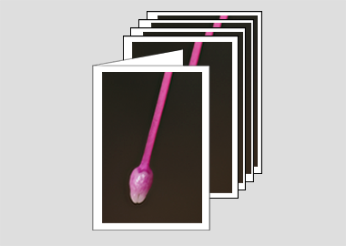 Package of 5 greeting cards - (Hummingbird Fuchsia HBV) – 4.5″x6.25″