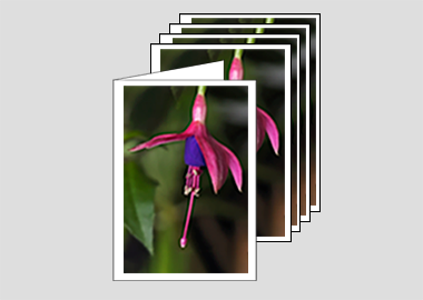 Package of 5 greeting cards - (Hummingbird Fuchsia HV) – 4.5″x6.25″