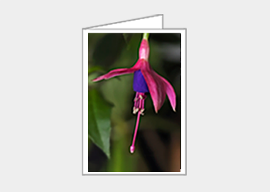 Fine art greeting card - (Hummingbird Fuchsia HV) – 4.5″x6.25″