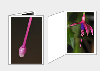 Fine art greeting card - (Hummingbird Fuchsia) – 4.5″x6.25″