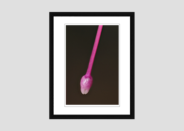 framed print - (Hummingbird Fuchsia HBV) - 8"x10"